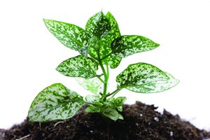 技术进阶技巧分享